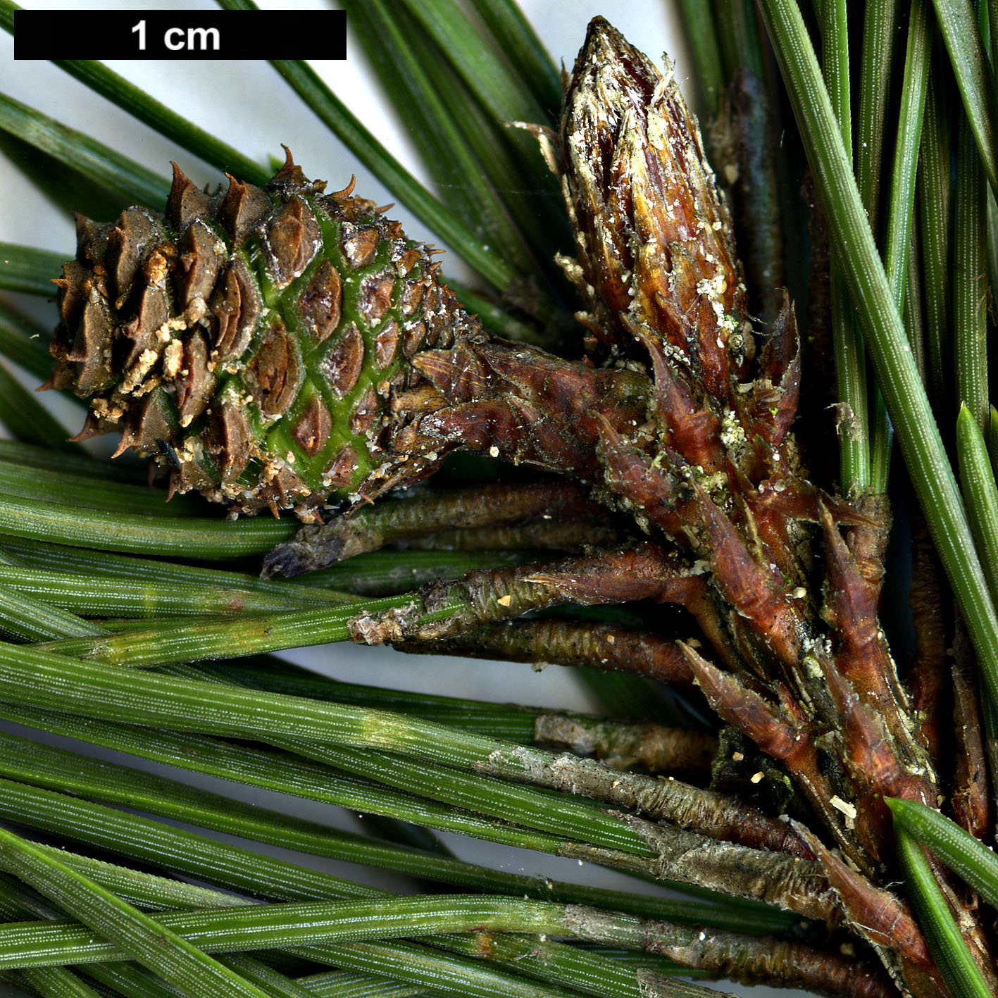 High resolution image: Family: Pinaceae - Genus: Pinus - Taxon: mugo - SpeciesSub: subsp. rotundata